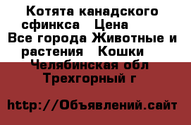 Котята канадского сфинкса › Цена ­ 15 - Все города Животные и растения » Кошки   . Челябинская обл.,Трехгорный г.